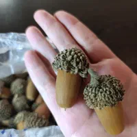 بلوط