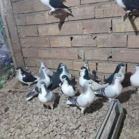 بدرنگ نر|پرنده|بوئین زهرا, |دیوار