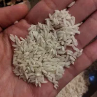 برنج محلی فروش فوری|خوردنی و آشامیدنی|سیلاخور, |دیوار