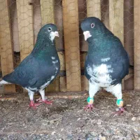 کبوتر خوشرنگ