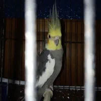 عروس ابلغ نر|پرنده|مینودشت, |دیوار