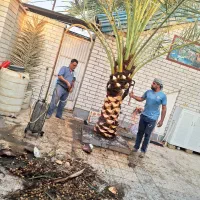 بریدن نخل هرس نخل گرته لقاح سمپاشی تقویت گردافشان