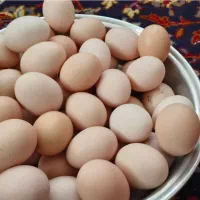 تخم مرغ نطفه دار
