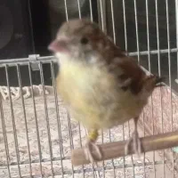 جوجه سهره قناری ابلغ