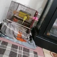 مرغ عشق گم شده|حیوانات|پاکدشت, پاکدشت (مامازند)|دیوار