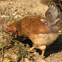 مرغ و خروس|حیوانات مزرعه|کرج, شهرک کیوانیه(معراج)|دیوار