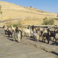 بز فروشی
