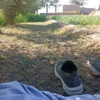 کود حیوانی.. گاوی گوسفندی.. تحویل در محل شما