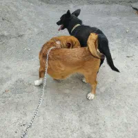 سگ خانگی|سگ|خنداب, |دیوار