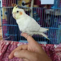 عروس هلندی نر لوتینو