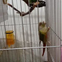 طوطی گیرینچیک|پرنده|بجنورد, |دیوار