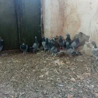 پلاکی|پرنده|دره شهر, |دیوار