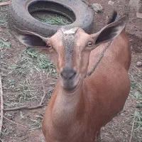 فروش بز نر و ماده