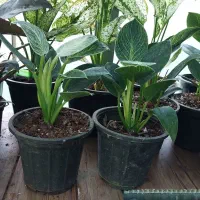 فیلدندرون برکین