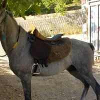 اسب کهر