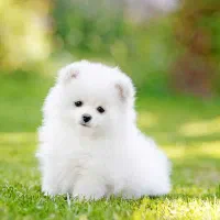 سگ پیدا شده