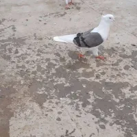 کفتر کله ایی|پرنده|میناب, |دیوار