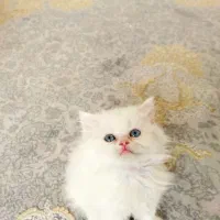 بچه گربه پرشین اشرافی خالص چشم ابی