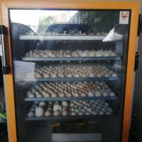 دستگاه جوجه کشی سیمرغ جنوب|لوازم جانبی حیوانات|شیراز, زرهی|دیوار