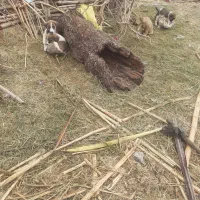 توله سگ برای نگهبانی گله