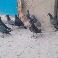 کبوتر گرفتنی
