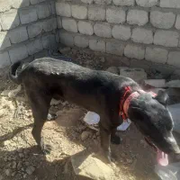 سگ هفت ماهه قهدریجانی|سگ|چادگان, |دیوار