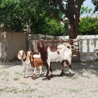 بز پاکستانی