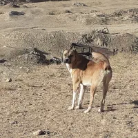 معاوضه یک سگ پژدر ۹ماهه