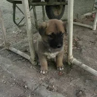 واگذاری توله دوماهه واکسن خورده دارای شناسنامه|سگ|هشتگرد, شهرک اقدسیه|دیوار