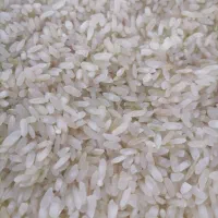 فروش برنج کامفیروزی اصل بکیان