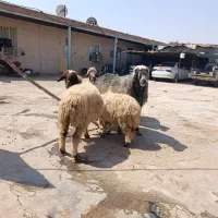 گوسفند
