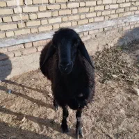 یک راس بره نر قزل افشاری برای نسل کشی