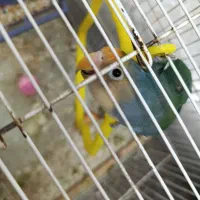 کوتوله برزیلی|پرنده|مشهد, سمزقند|دیوار