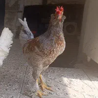 4 جوجه رسمی پاپر.2مرغ. 1بوقلمون ماده|حیوانات مزرعه|کرج, آق تپه|دیوار