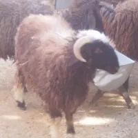 قوچ|حیوانات مزرعه|سیمکان, |دیوار