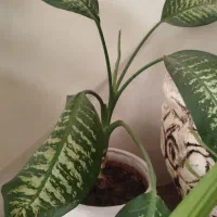 گلدون|صنایع دستی و سایر لوازم تزئینی|یزد, |دیوار