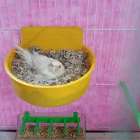 تعداد ۴ عدد قناری