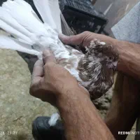 ۲۵کفتر رنگه درجه یک قلدرپابلند|پرنده|کاشمر, |دیوار