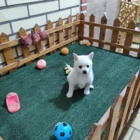 پامر اشپیتز ماده|سگ|کاشان, امیرکبیر|دیوار