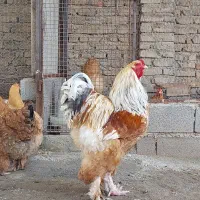 جوجه نژاد برهما