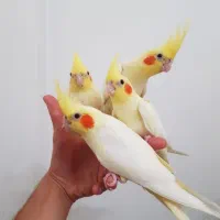 دریای عروس هلندی رام دستی سخنگو نر ماده تضمینی