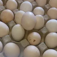 تخم مرغ محلی