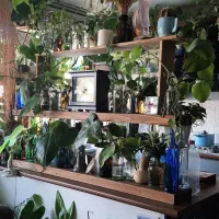 قلمه گیاهان آپارتمانی هیدروپونیک