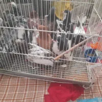 تعدادی کفتر فروش فوری