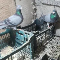 فروشی کبوتر فوری|پرنده|سراوان, |دیوار