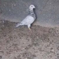 کفتر کبوتر|پرنده|شیروان (خراسان), |دیوار