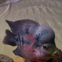 ماهی اکواریوم