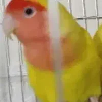 ۲عددطوطی برزیلی ماده|پرنده|ری, فیروزآباد|دیوار