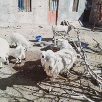 میش وبره|حیوانات مزرعه|خوسف, |دیوار