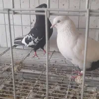 یه جفت  دم سیاه با جوجه